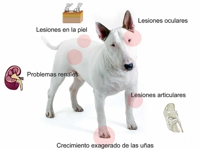 lesionesleshmania1