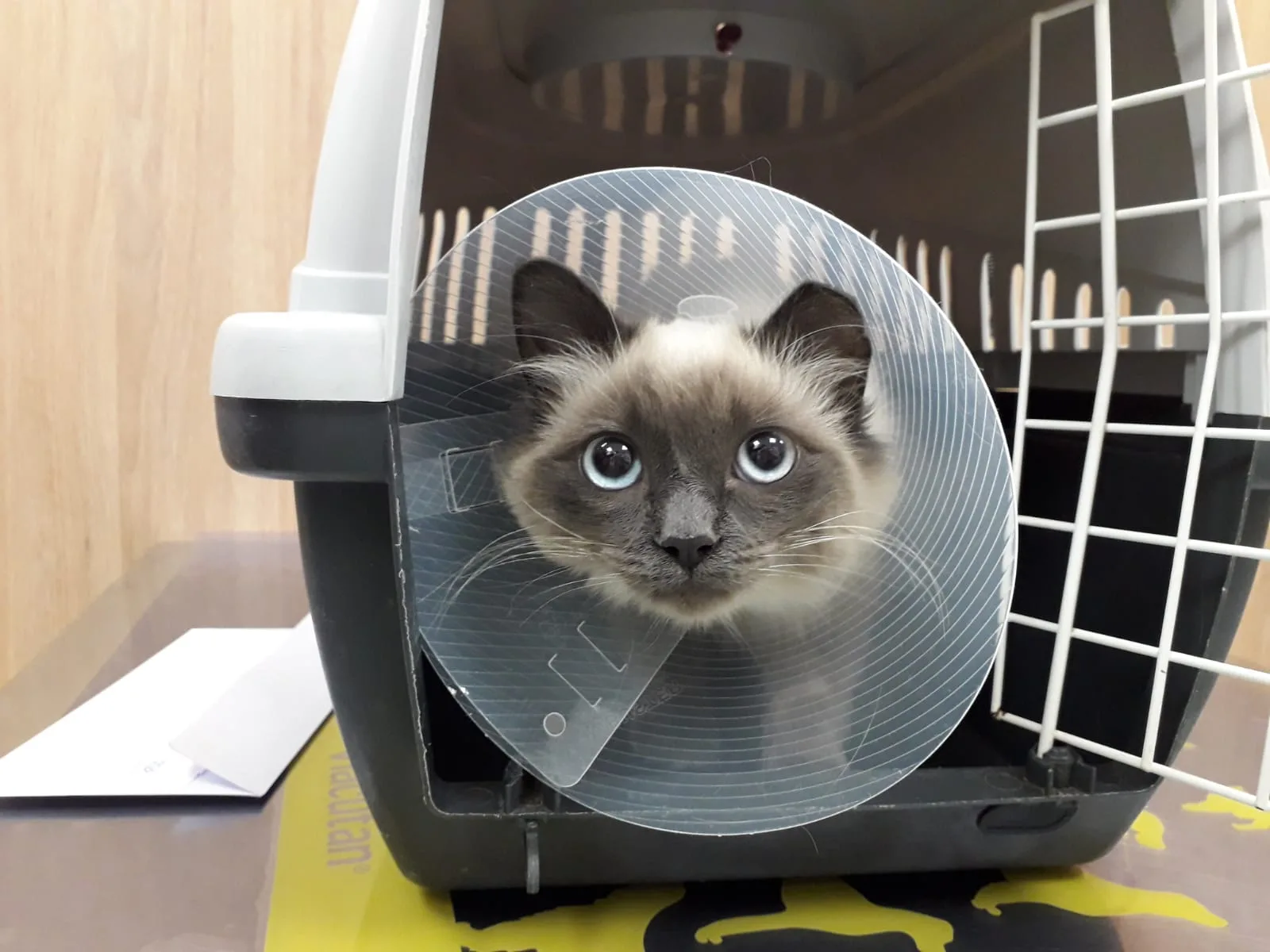 IMG 20190105 WA0000