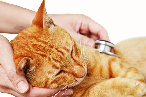 DIAGNOSTIC