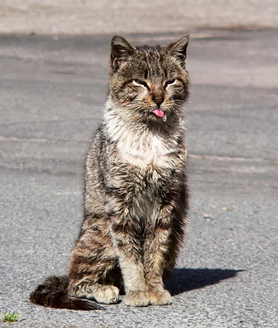 GATO MAL PELAJE