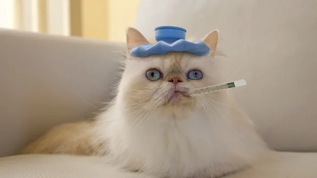 gato enfermo