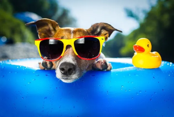 depositphotos 29268817 stock photo beach dog
